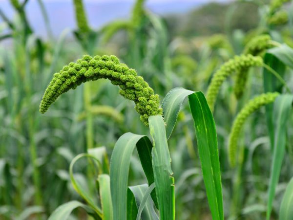 如何使用有機(jī)肥--微生物菌肥？